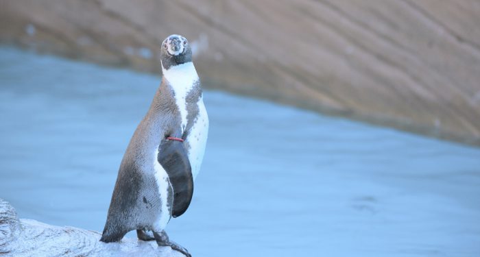 ホメオパシーのある生活
